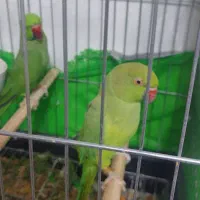 جفت طوطی ملنگو