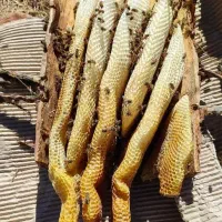 عسل صددرصد طبیعی کردستان|خوردنی و آشامیدنی|تهران, امام خمینی|دیوار