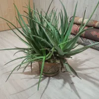 گل آلوئه ورا طبیعی