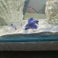 ماهی فایتر نر وماده شکم پر|ماهی|مشهد, نظام دوست|دیوار