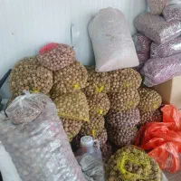 گردو فروشی تقریبا ۱ تن در بردسیر