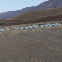 کندو عسل