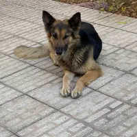 سگ ژرمن ماده ۲ ساله