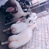 کهره وبره پرواری مناسب عید قربان