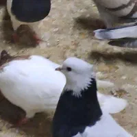 کبوتر