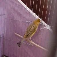 قناری نر آماده مست