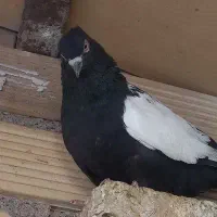 پرنده نر سینه سیاه