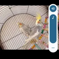 جفت عروس هلندی ضمانتی