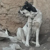 سگ لاس قدرجونی شکم پر فی مناسب|سگ|خمینیشهر, |دیوار