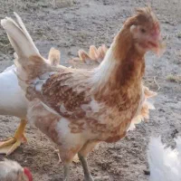 مرغ و خروس