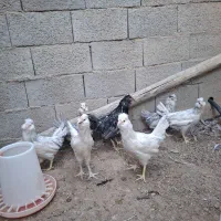 گلین طوسی و مشکی