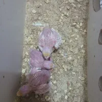جوجه عروس هلندی