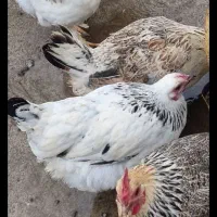 تعدادی مرغ وخروس گلین لری سیاه مرندی ومحلی