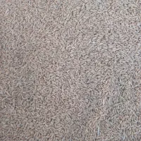 فروش بذر گندم دیم درجه یک علا