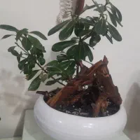 گل بنسای میخک