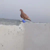 زرد پلاک آبی گمشده