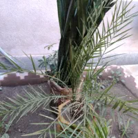 گل با گلدان|گل و گیاه طبیعی|اهر, |دیوار