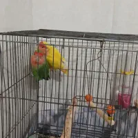 یک جفت طوطی برزیلی