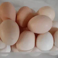 تخم مرغ محلی