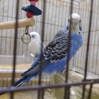 مرغ عشق مولد تضمینی و جوجه مرغ عشق