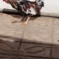 خروس چل تاج
