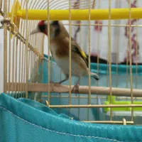 سهره نررسمی فقط پیام جوابگو