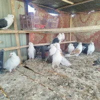 کبوتر دوکت|پرنده|نقده, |دیوار