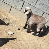 بز قصر چپش چاق  میش بره