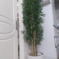 درختچه مصنوعی بامبو|گل مصنوعی|قدس, شهرقدس|دیوار