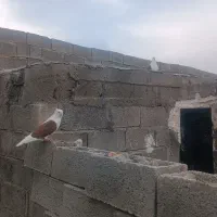 کفتر پشت سرخ
