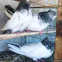 کبوتر کله دم سبز|پرنده|قائم‌شهر, |دیوار