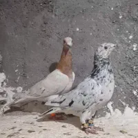 کفتر سار