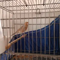 قناری ماده تن نخورده اماده اماده