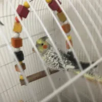 پرنده عروس هلندی طوطی برزیلی|پرنده|محمدیه-قزوین, |دیوار