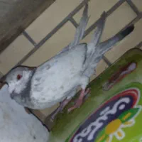کفتر|پرنده|شیراز, زیباشهر|دیوار