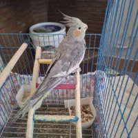 عروس هلندی نر سه ماهه