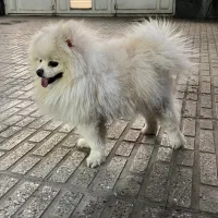 پامر خرسی اصل