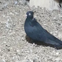 زاغ چشم و نوک سفید ماده