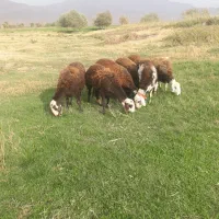 گوسفند‌وبره