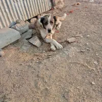 واگزاری سگ|سگ|اسدآباد, |دیوار