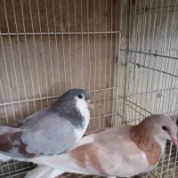 کبوتر کفتر
