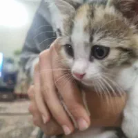 گربه
