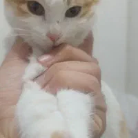 واگذاری رایگان بچه گربه