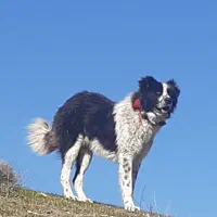 واگذاری توله قدرجونی