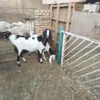 بزآلپن و پاکستانی اصل باکره ماده درشت|حیوانات مزرعه|یزد, |دیوار