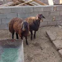 بره ماده هترو|حیوانات مزرعه|جلگه رخ, |دیوار