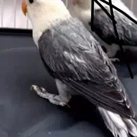 طوطی برزیلی کوتوله پاربلو یووینگ بلک