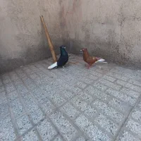 جفت رنگه زیر خاکی فروش فوری