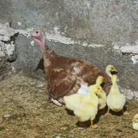 8جوجه قوغاز