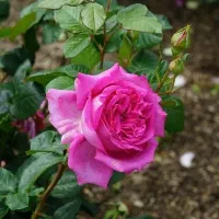 پرستار سالمند